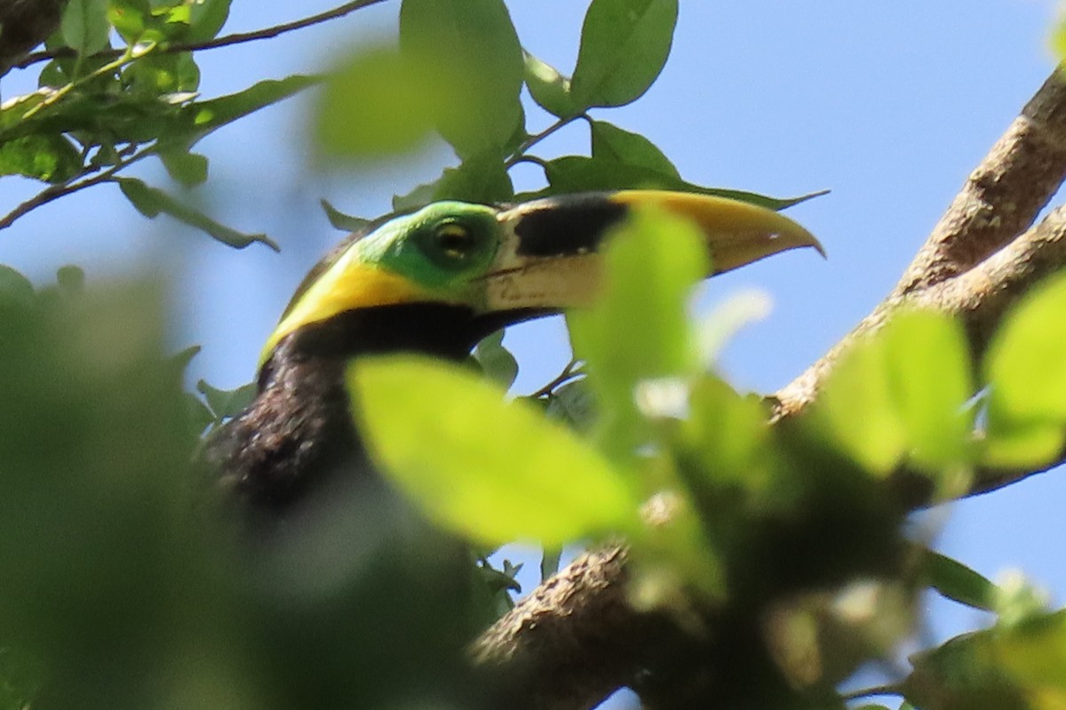 Gould's Toucanet - ML642257326