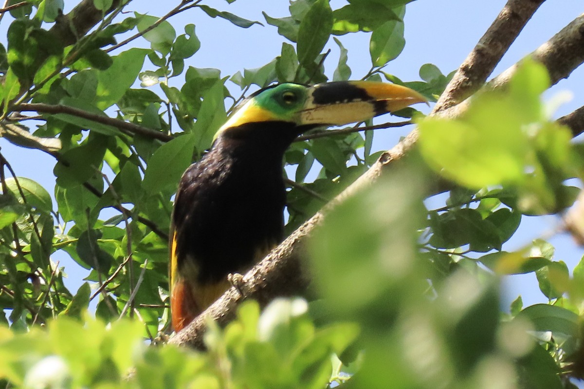 Gould's Toucanet - ML642257338