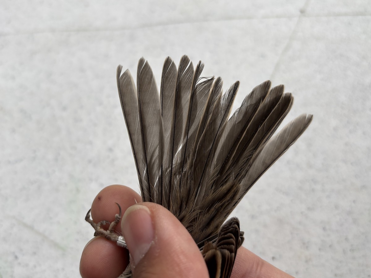 Brewer's Sparrow - ML642257342