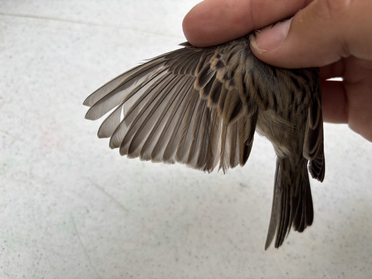 Brewer's Sparrow - ML642257343