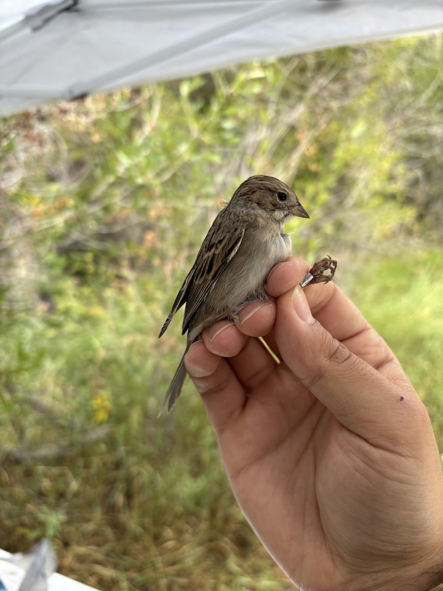 Brewer's Sparrow - ML642257344