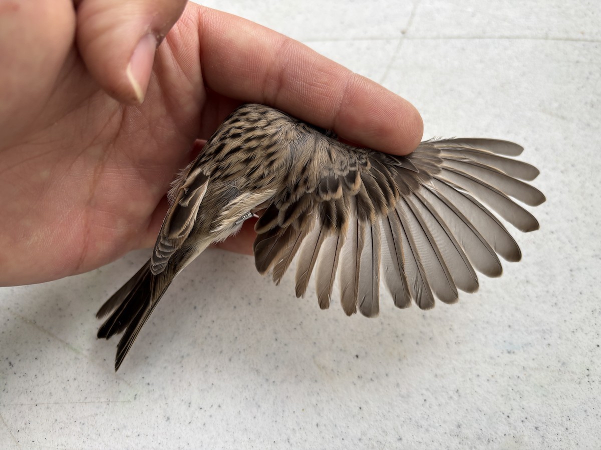 Brewer's Sparrow - ML642257345