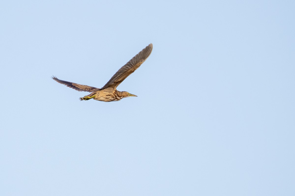 American Bittern - ML642257405