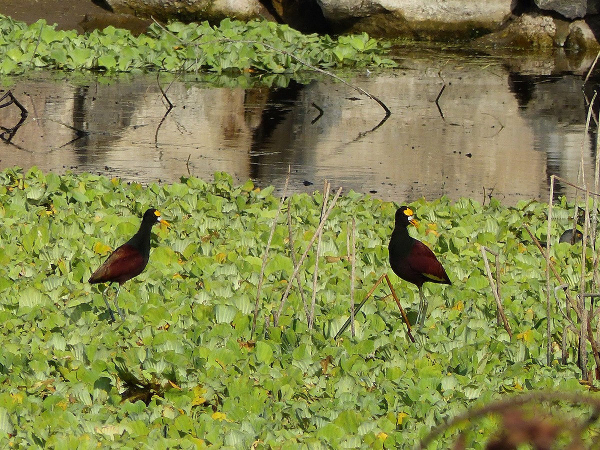 Northern Jacana - Aziza Cooper