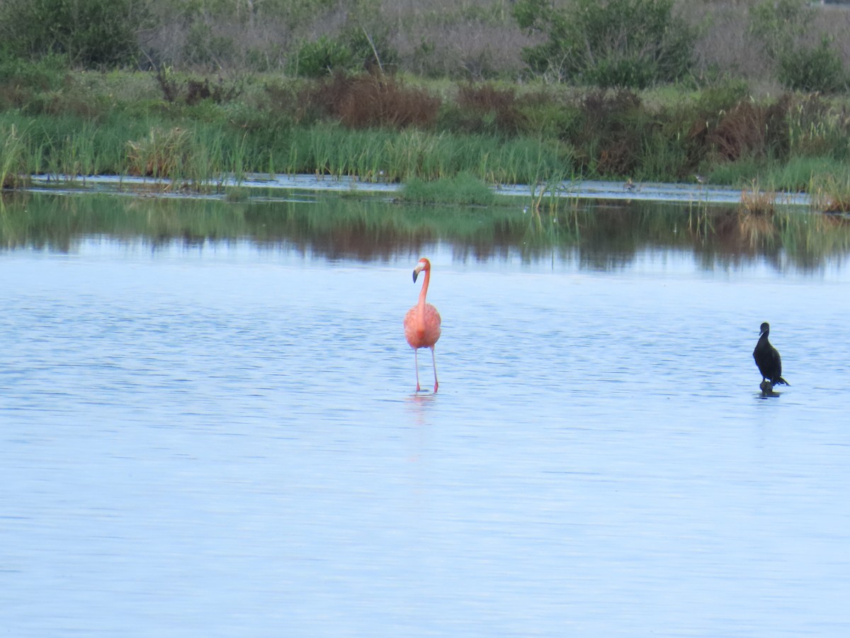 American Flamingo - ML642257413