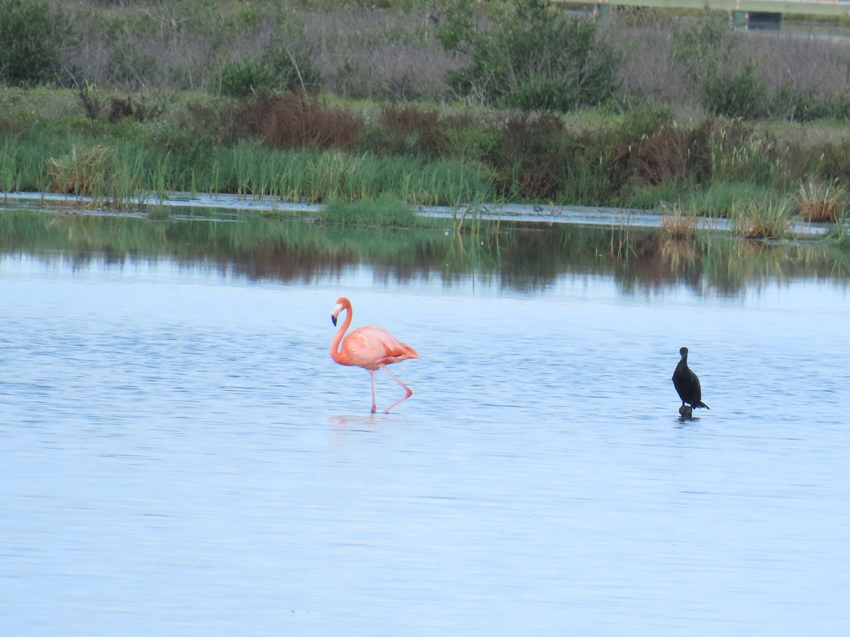 American Flamingo - ML642257414