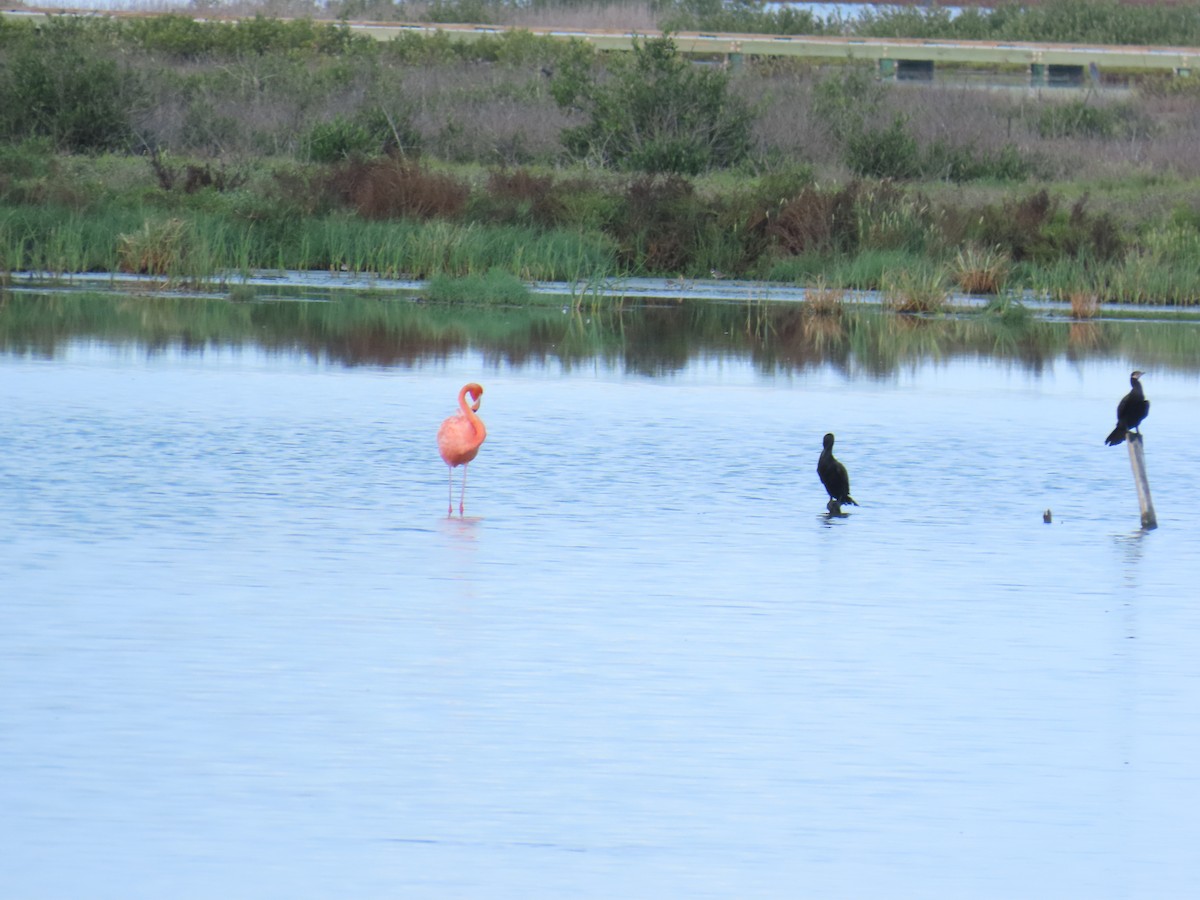 American Flamingo - ML642257415