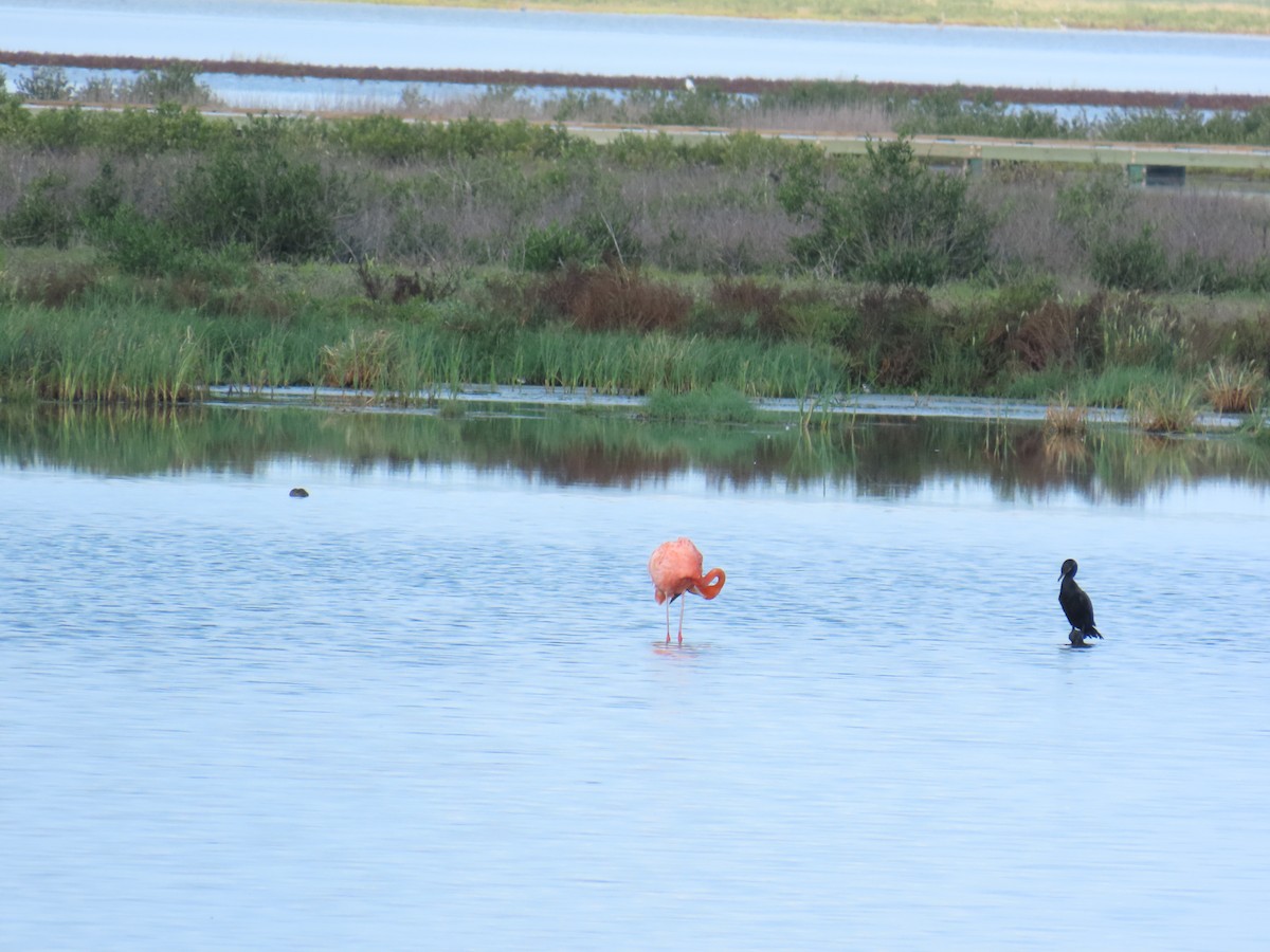 American Flamingo - ML642257416