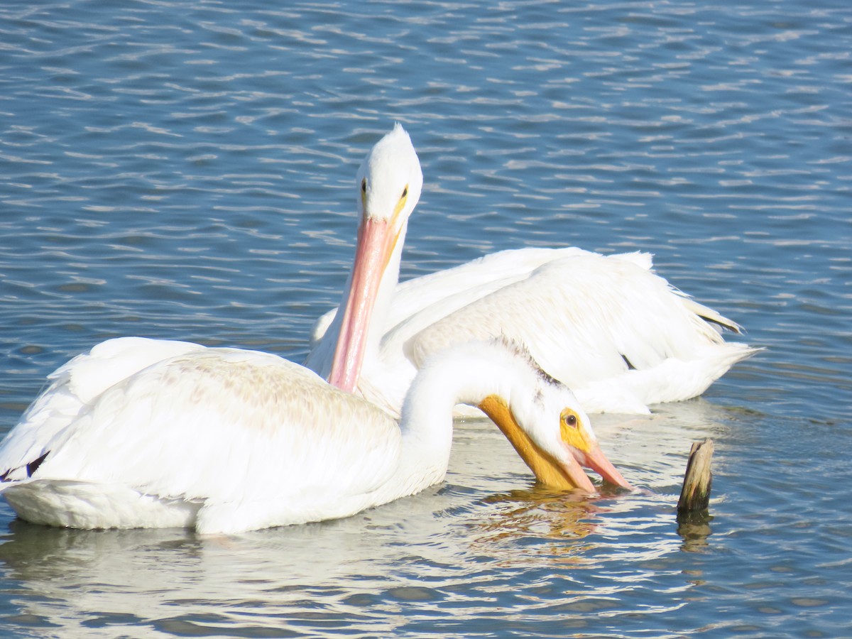 American White Pelican - ML642257428