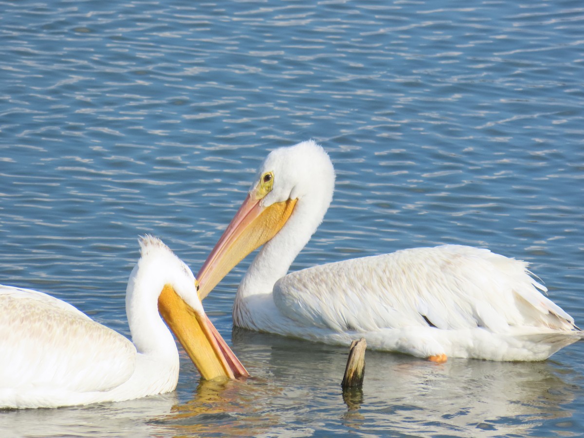 American White Pelican - ML642257429