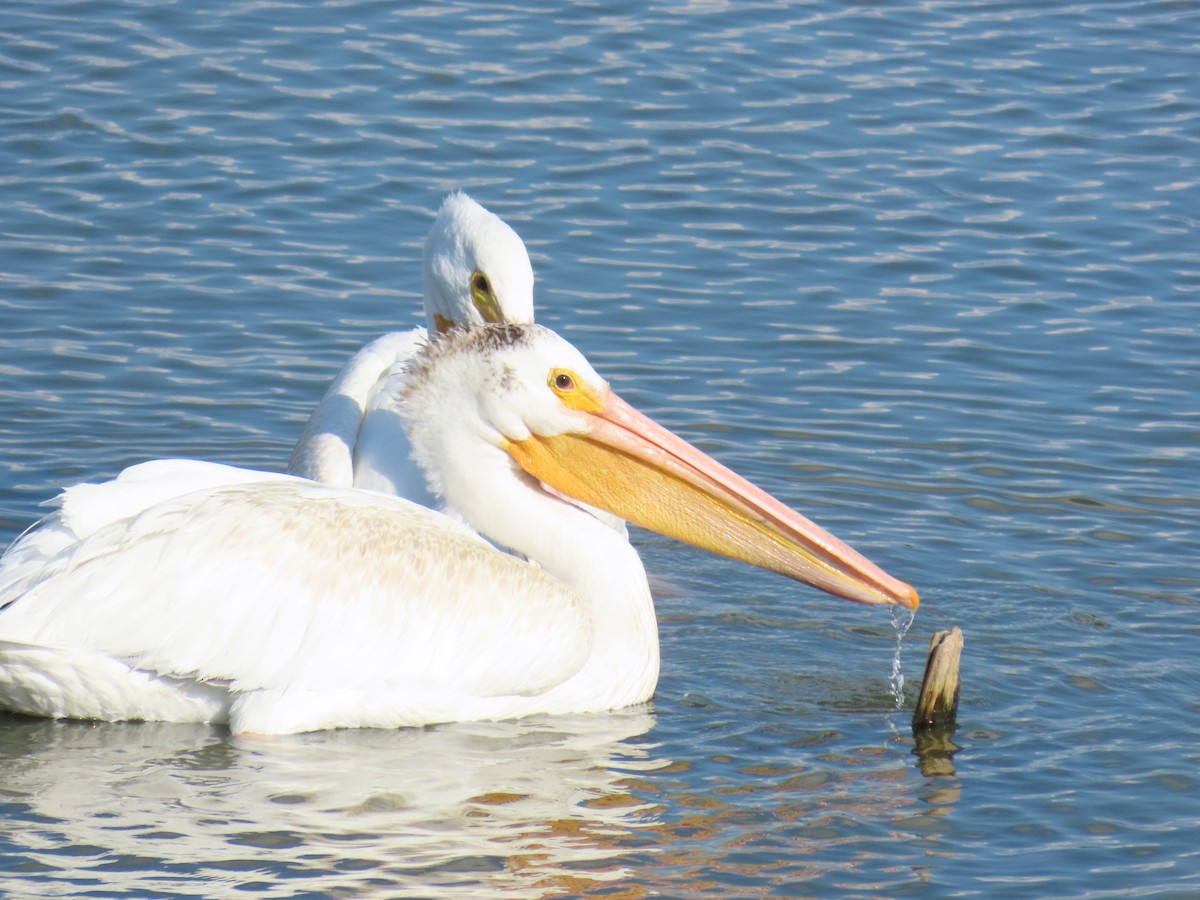 American White Pelican - ML642257430
