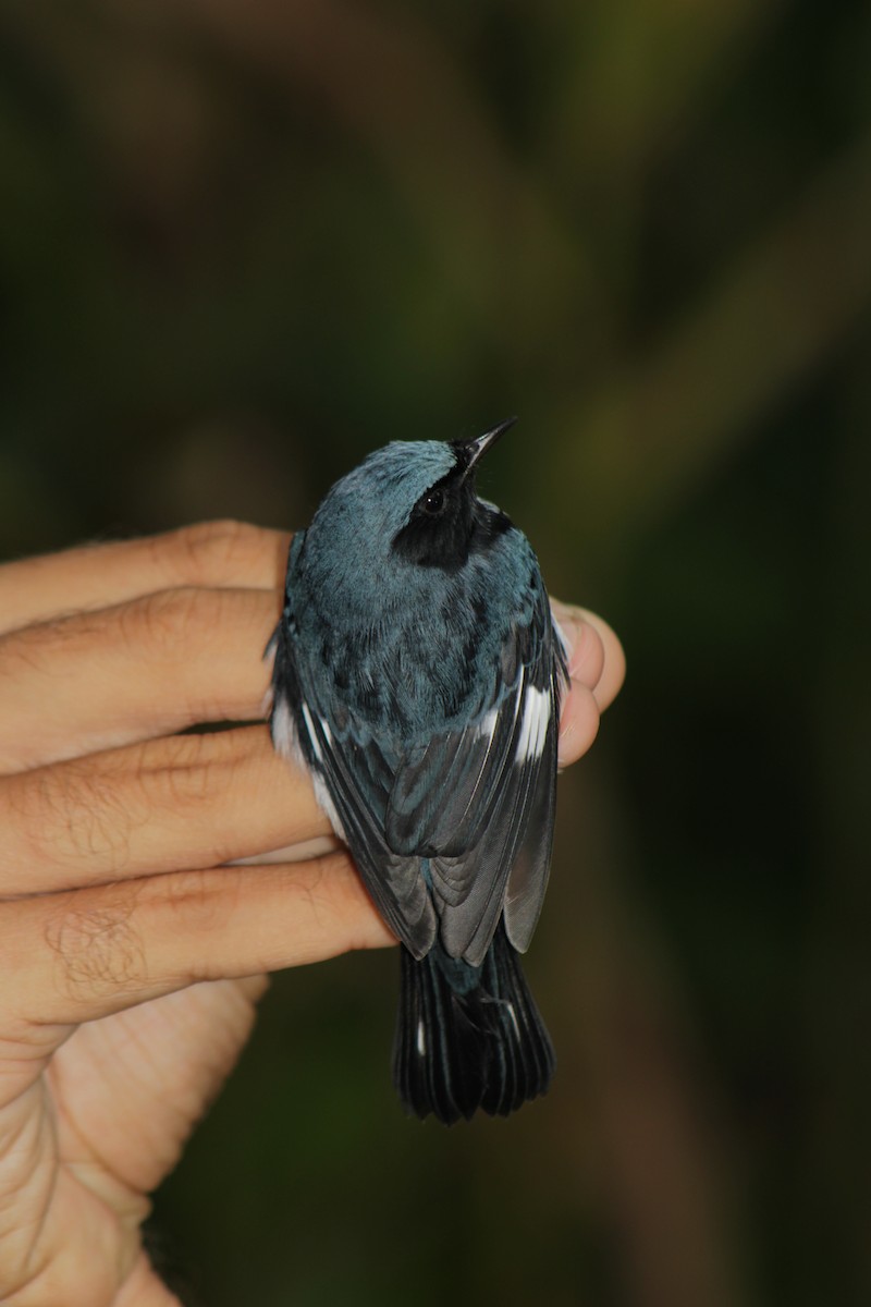 Black-throated Blue Warbler - ML642257436