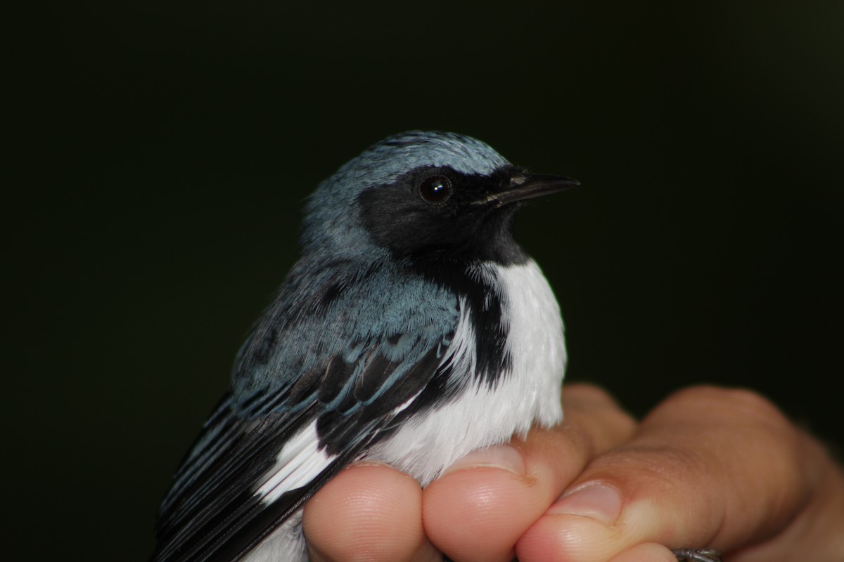 Black-throated Blue Warbler - ML642257437