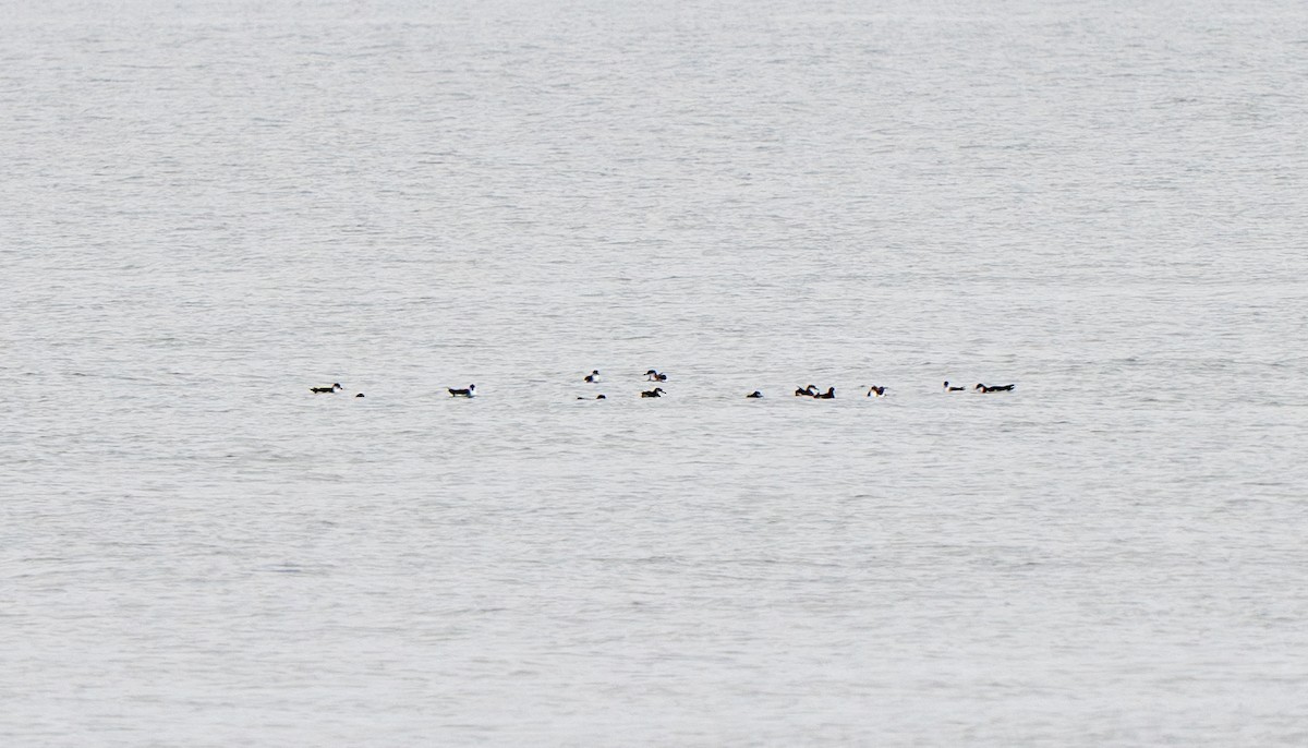 Manx Shearwater - ML642257481