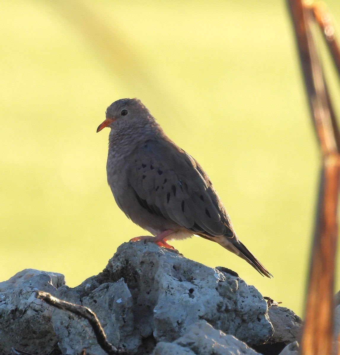 Common Ground Dove - ML642257495