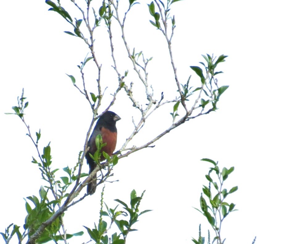 Chestnut-bellied Seed-Finch - ML642257604