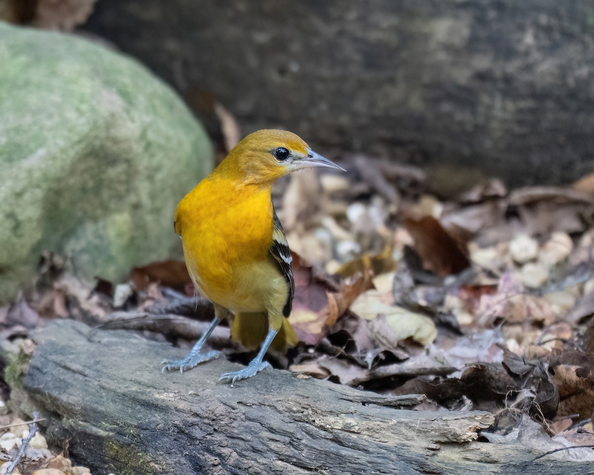 Baltimore Oriole - ML642257648