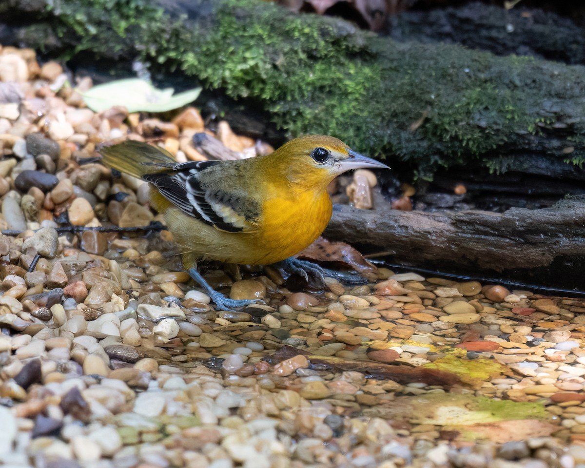 Baltimore Oriole - ML642257649