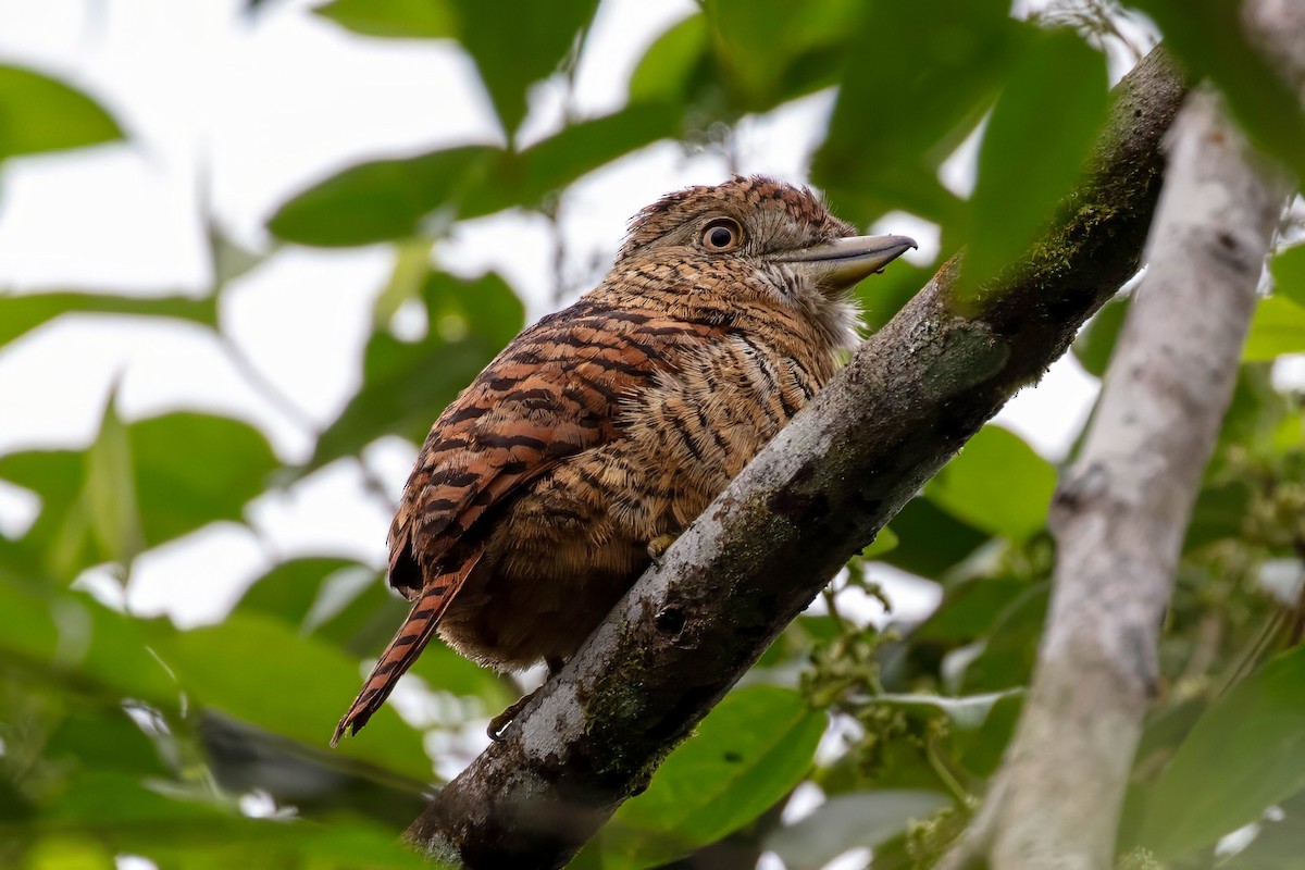 Barred Puffbird - ML642257650