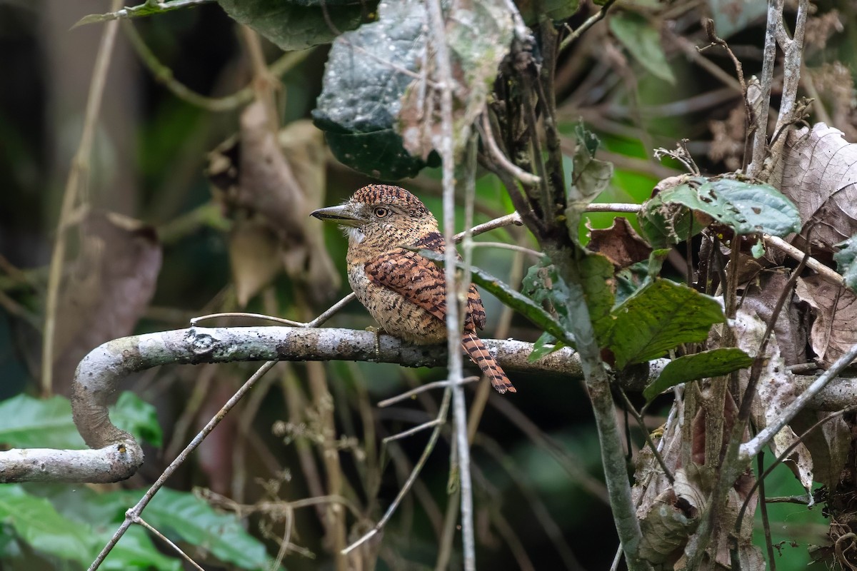 Barred Puffbird - ML642257651