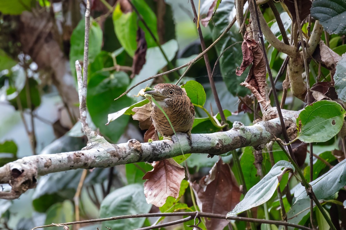 Barred Puffbird - ML642257652
