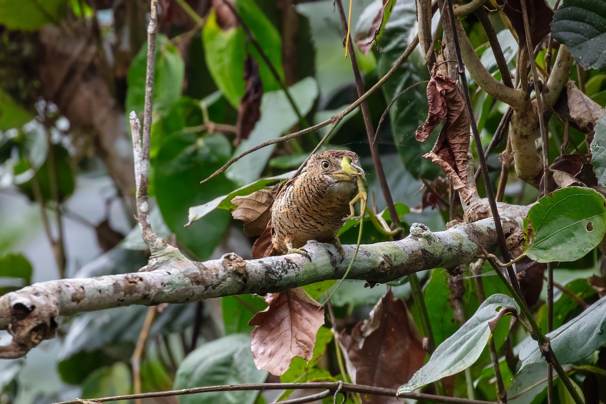 Barred Puffbird - ML642257654