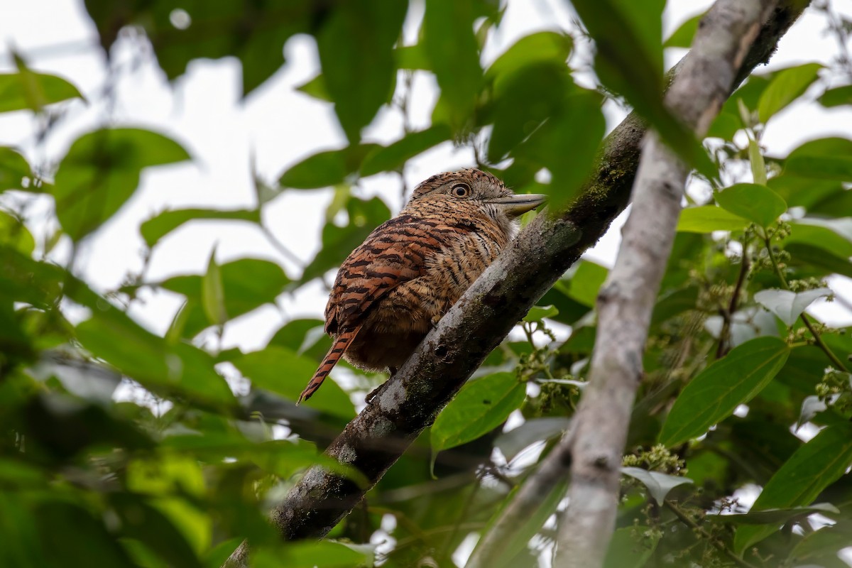 Barred Puffbird - ML642257655