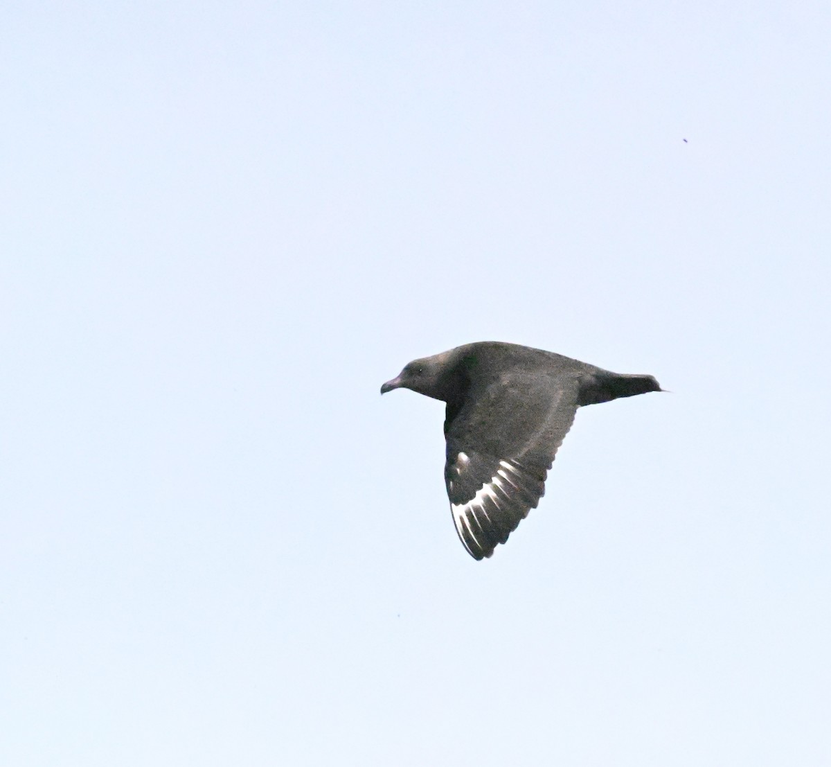 South Polar Skua - ML642257663