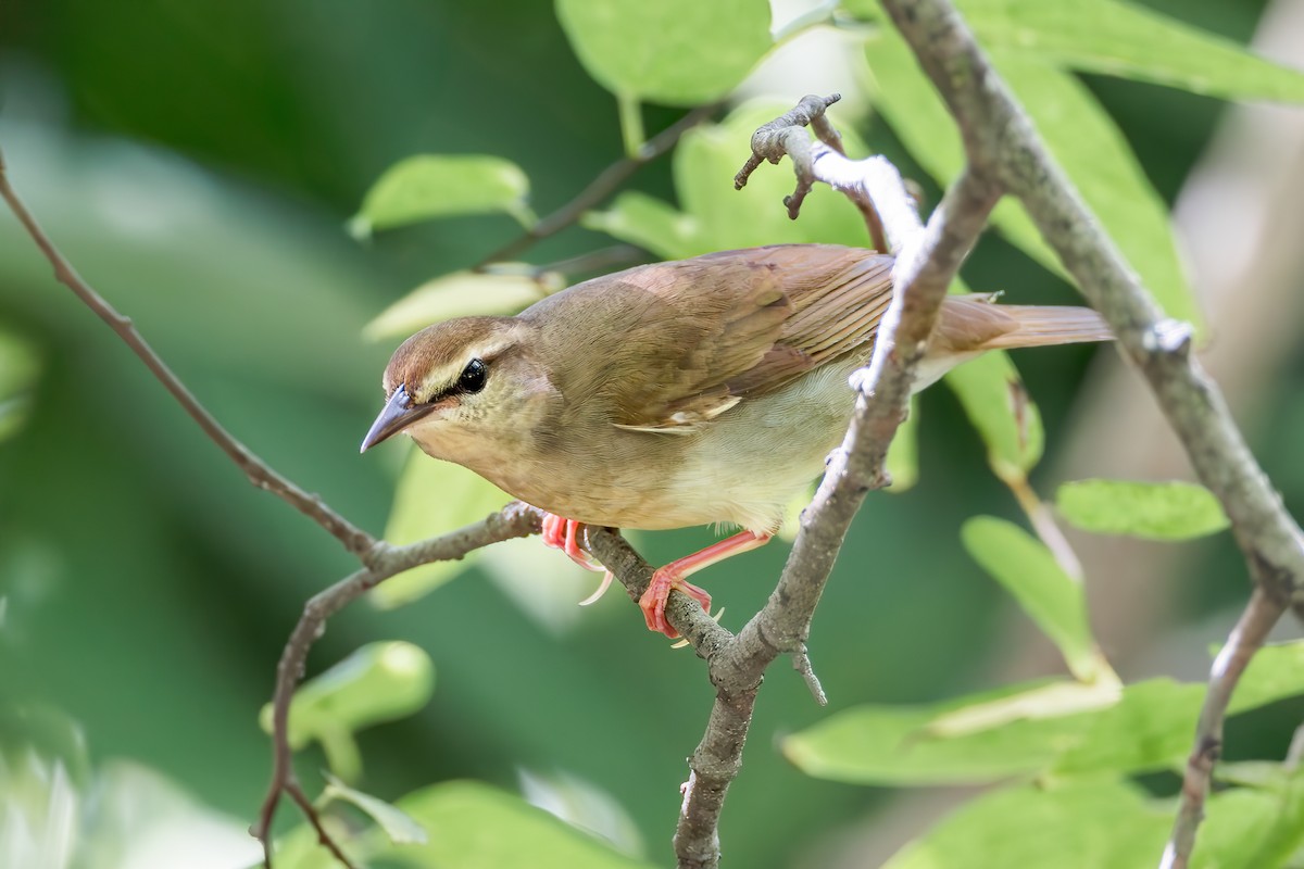 Swainson's Warbler - ML642257669