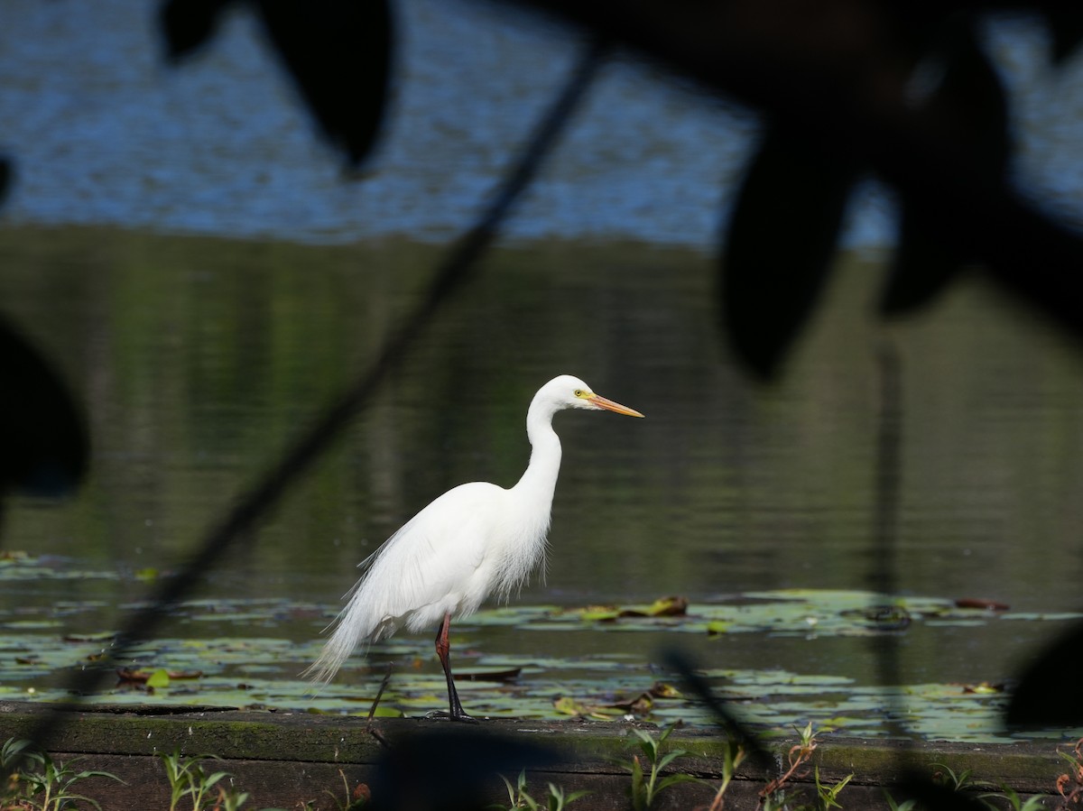 Plumed Egret - ML642257701