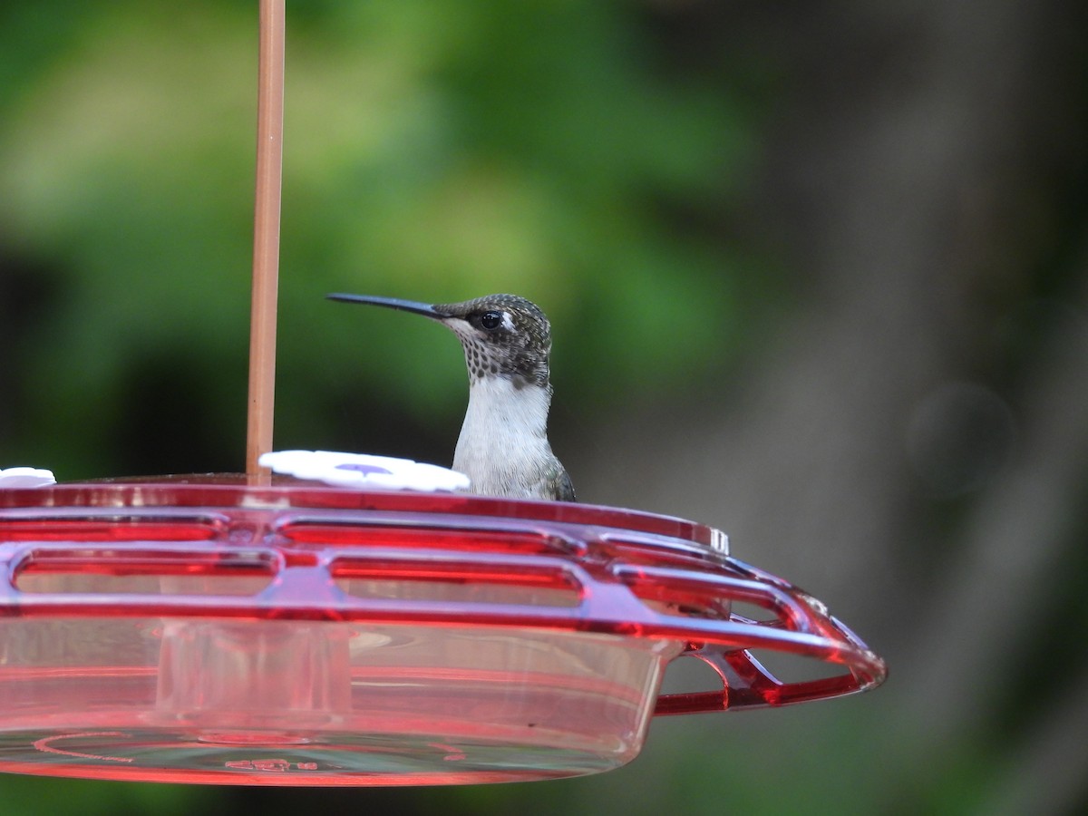 Ruby-throated Hummingbird - ML642257703