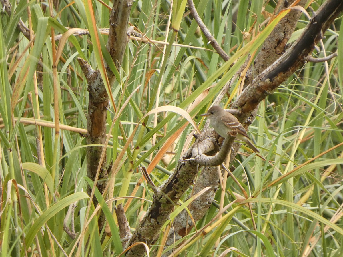 Willow Flycatcher - ML642257704