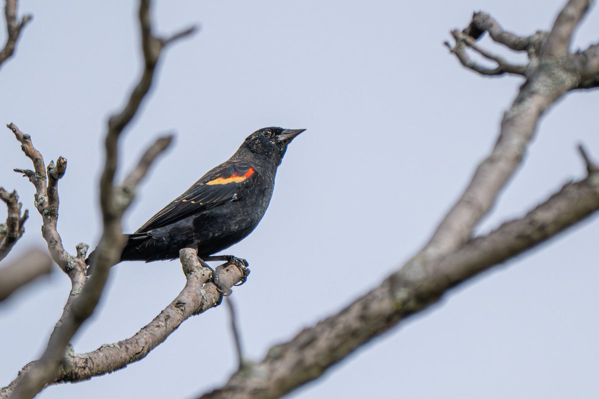 Red-winged Blackbird (Red-winged) - ML642257705