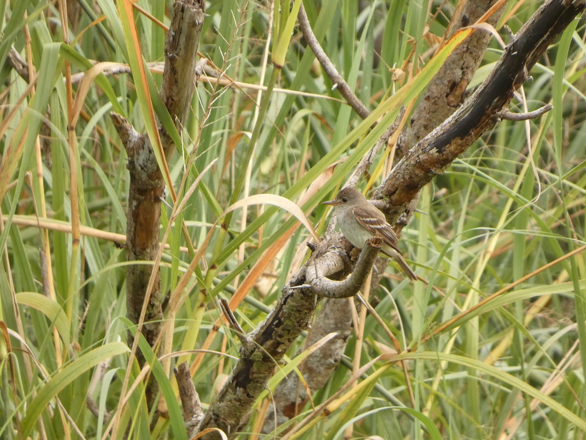 Willow Flycatcher - ML642257799