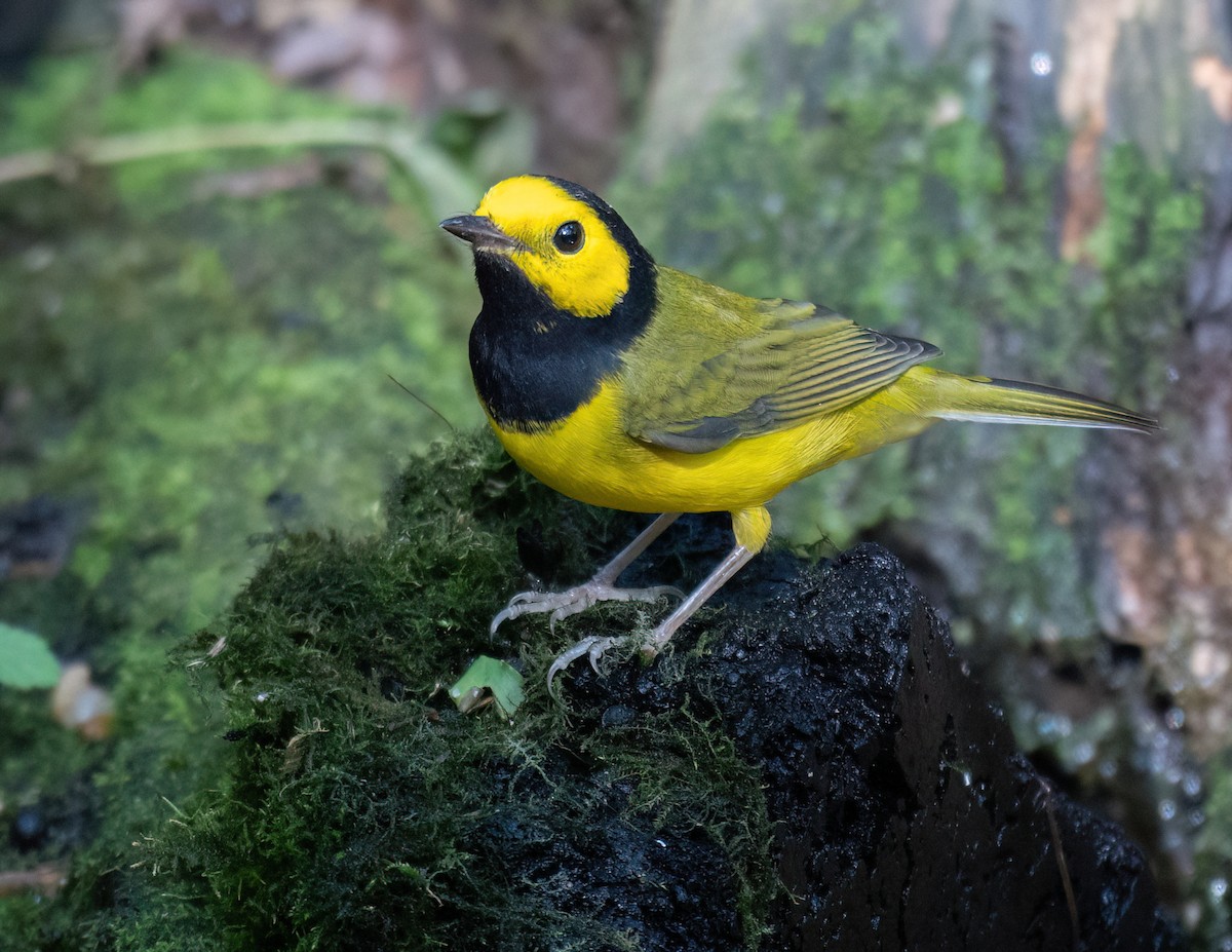 Hooded Warbler - ML642257805
