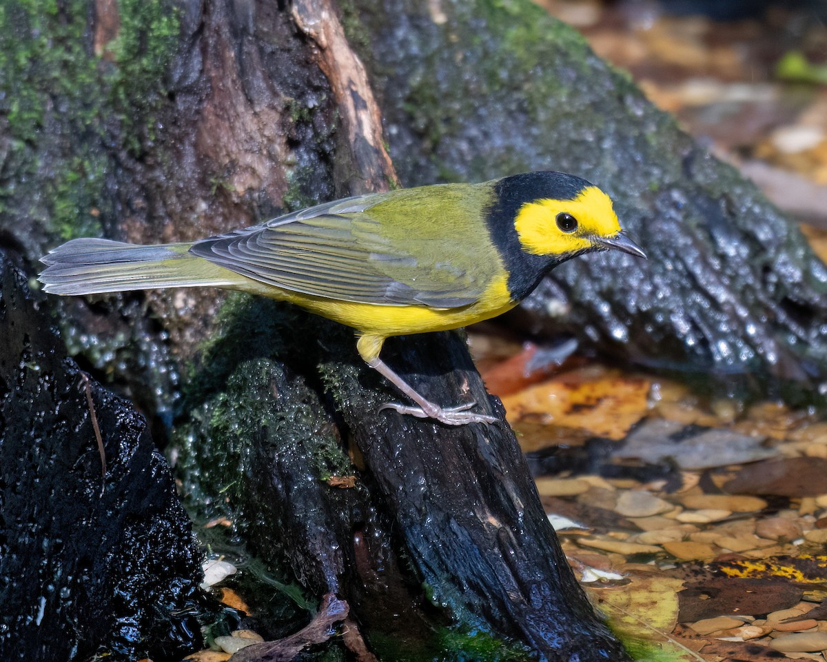 Hooded Warbler - ML642257808