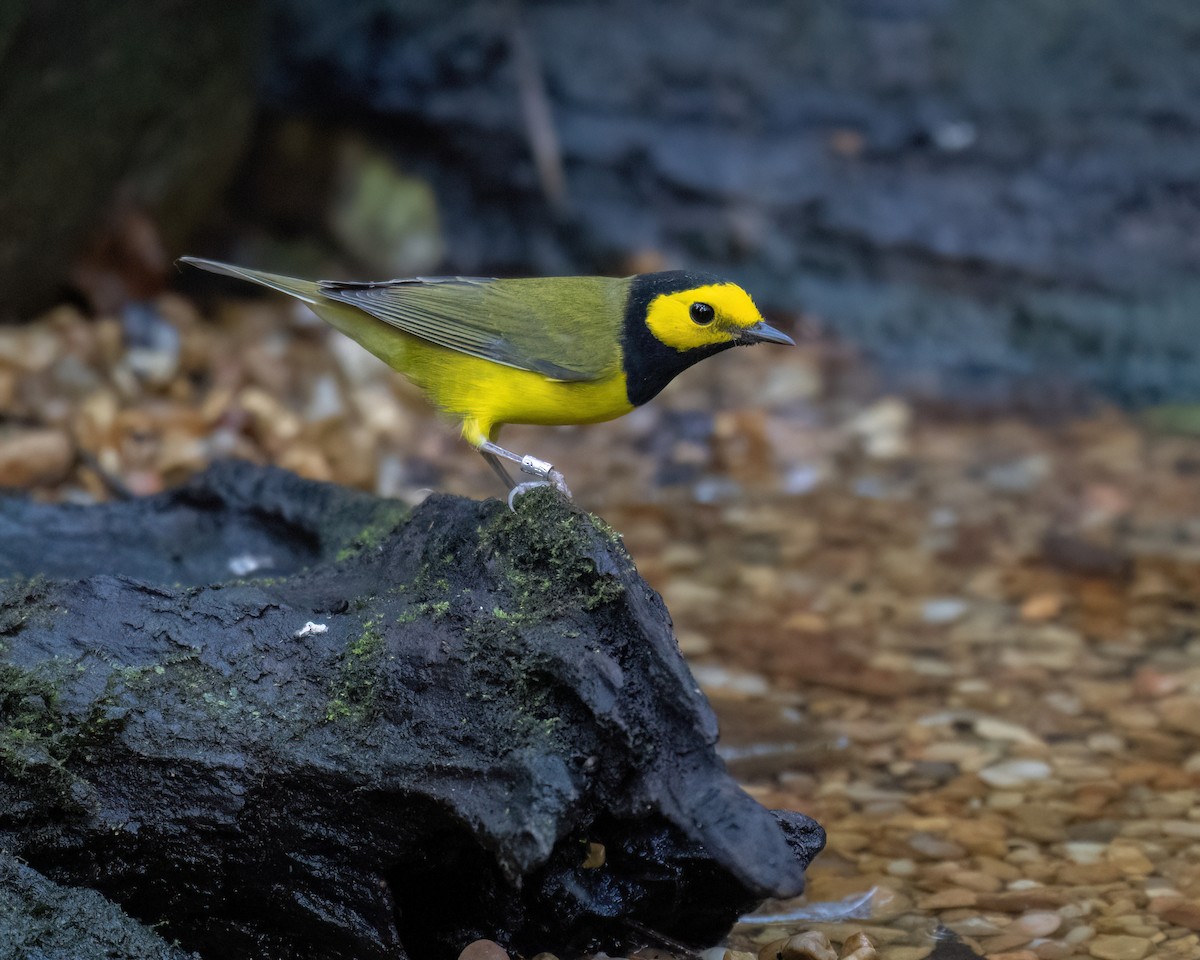 Hooded Warbler - ML642257809