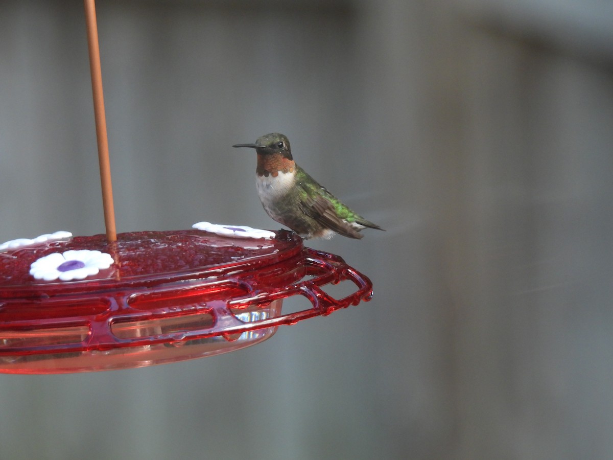 Ruby-throated Hummingbird - ML642257824