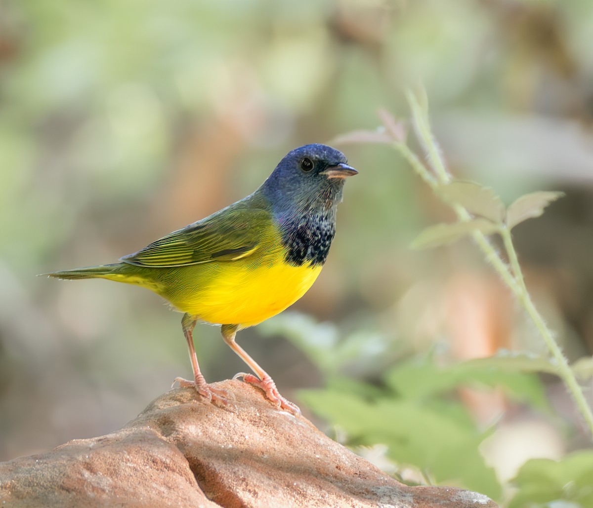Mourning Warbler - ML642257859