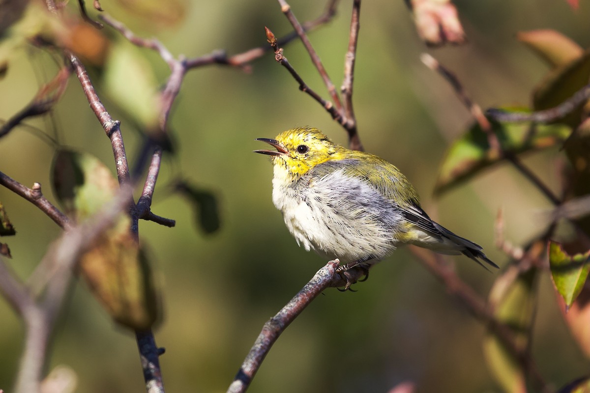 Black-throated Green Warbler - ML642257867