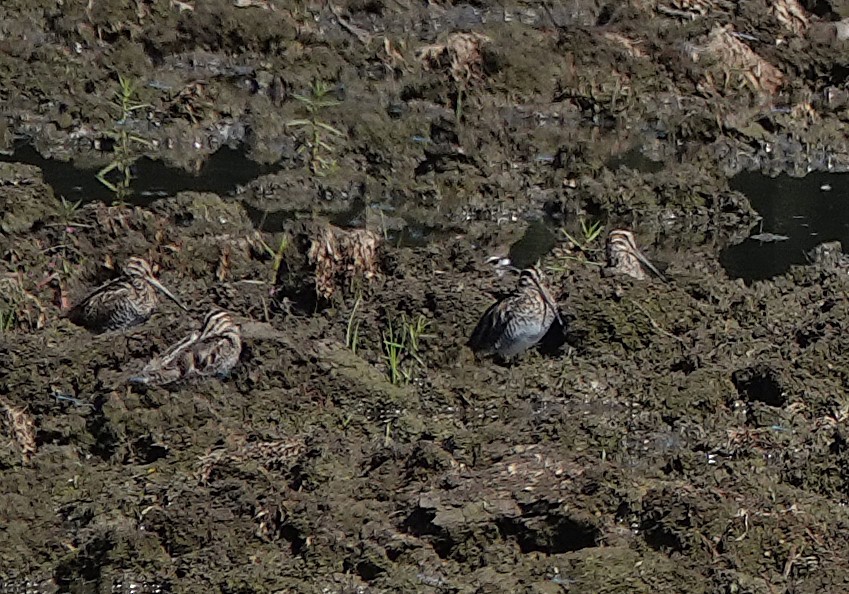 Wilson's Snipe - ML642257887