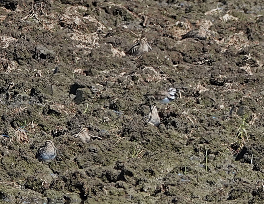 Wilson's Snipe - ML642257888
