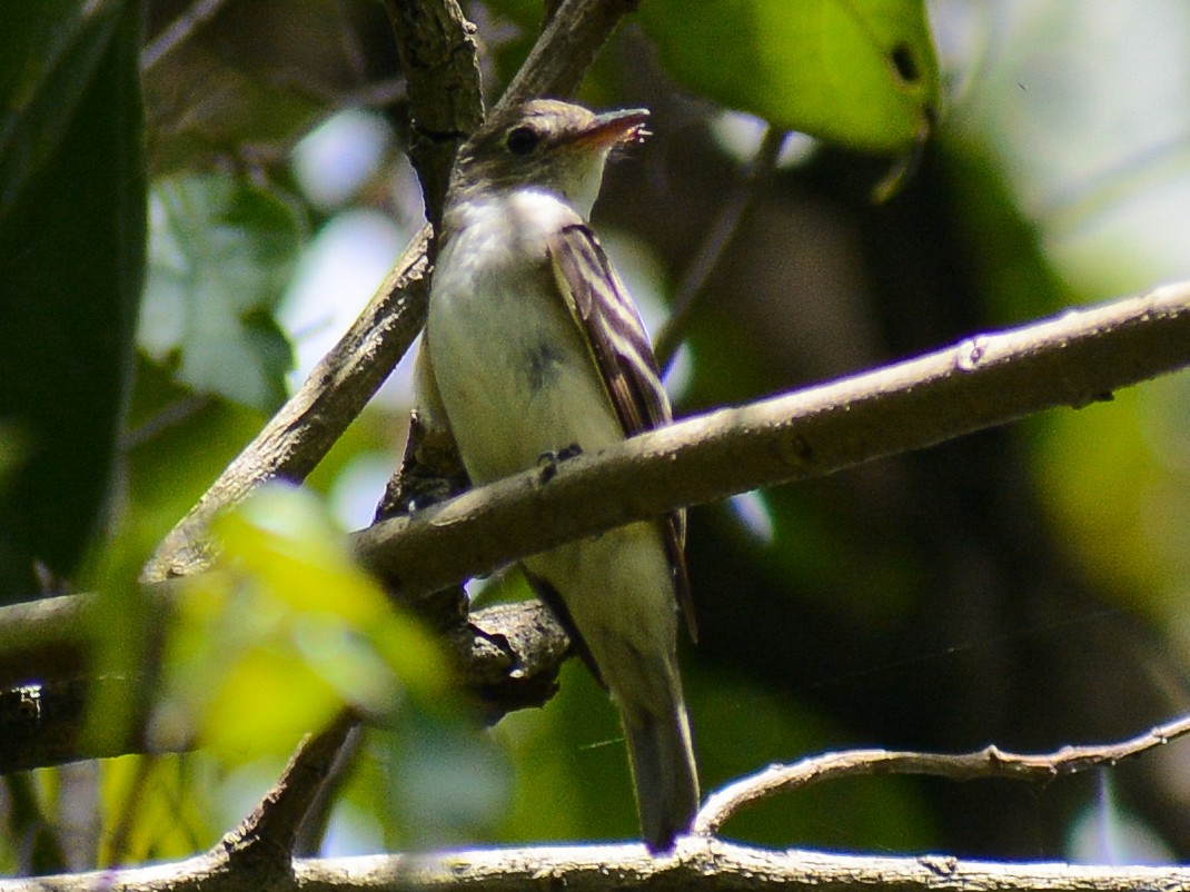 Acadian Flycatcher - ML642257962