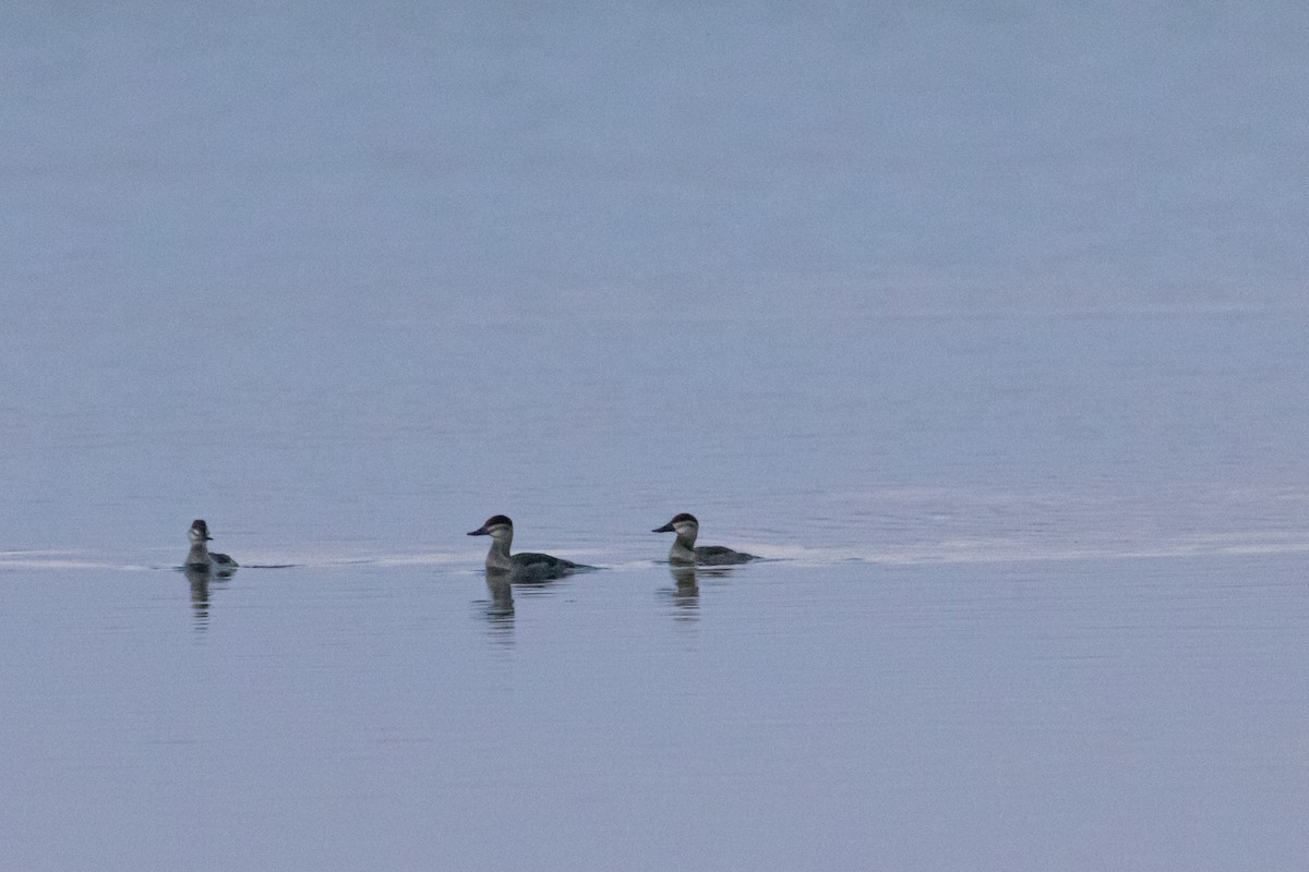 Ruddy Duck - ML642257963
