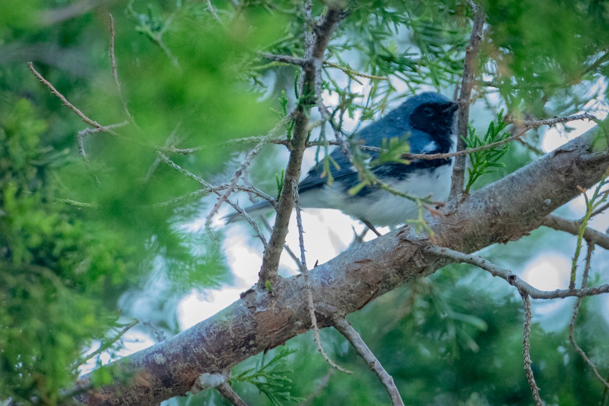 Black-throated Blue Warbler - ML642257984