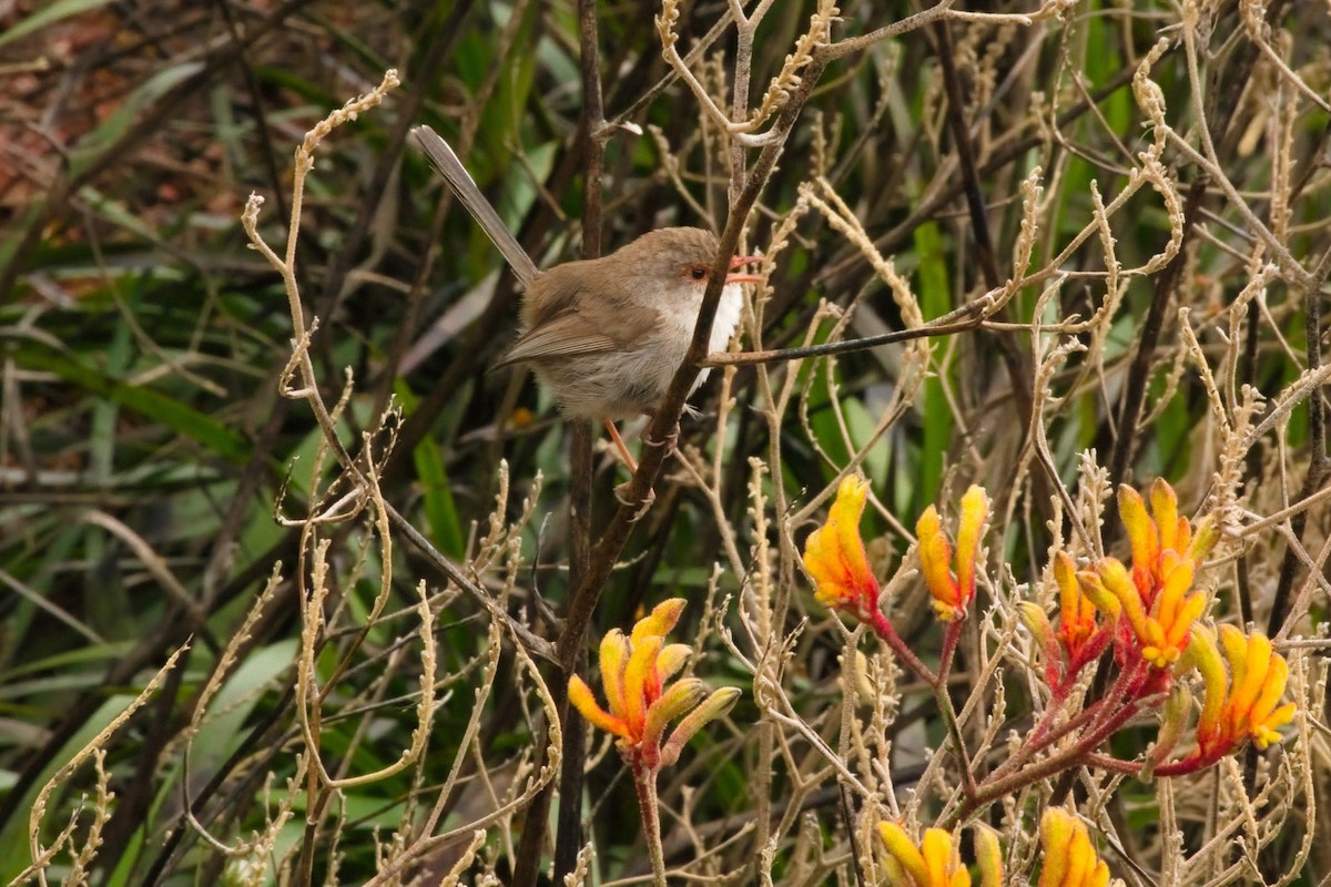Superb Fairywren - ML642258000