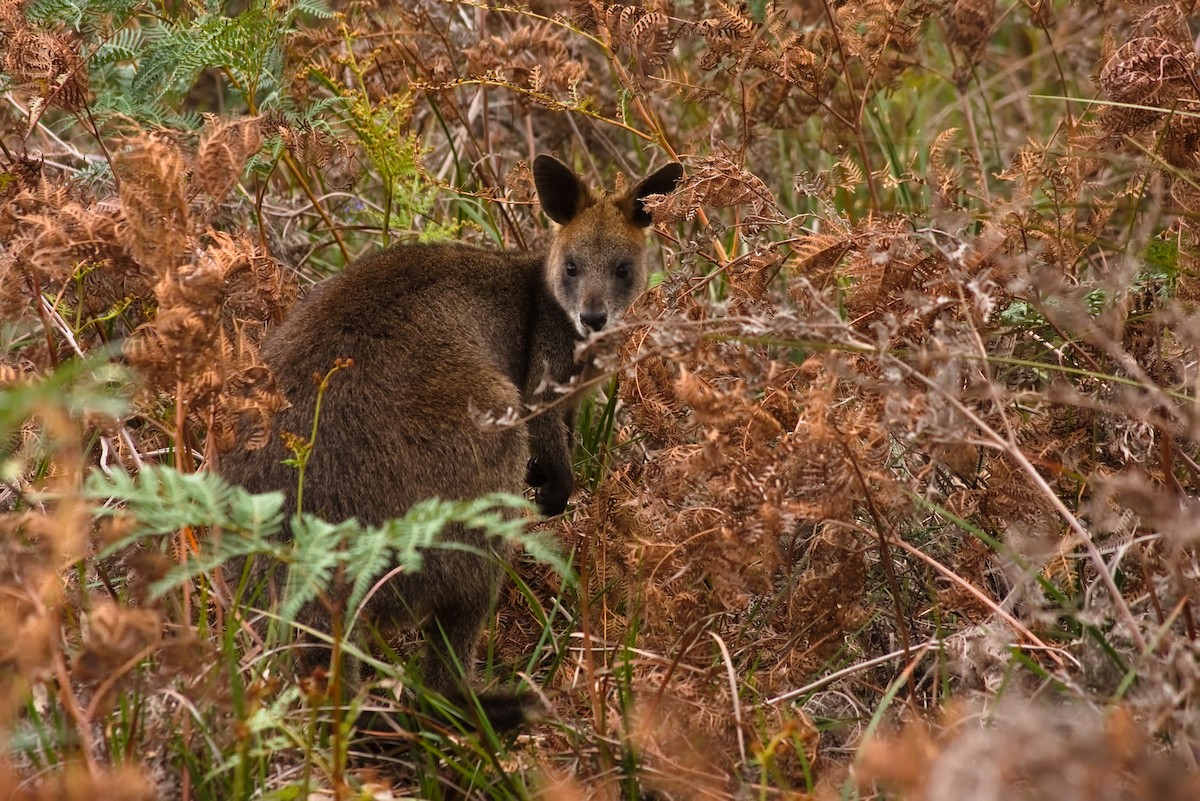 Swamp Wallaby - ML642258008