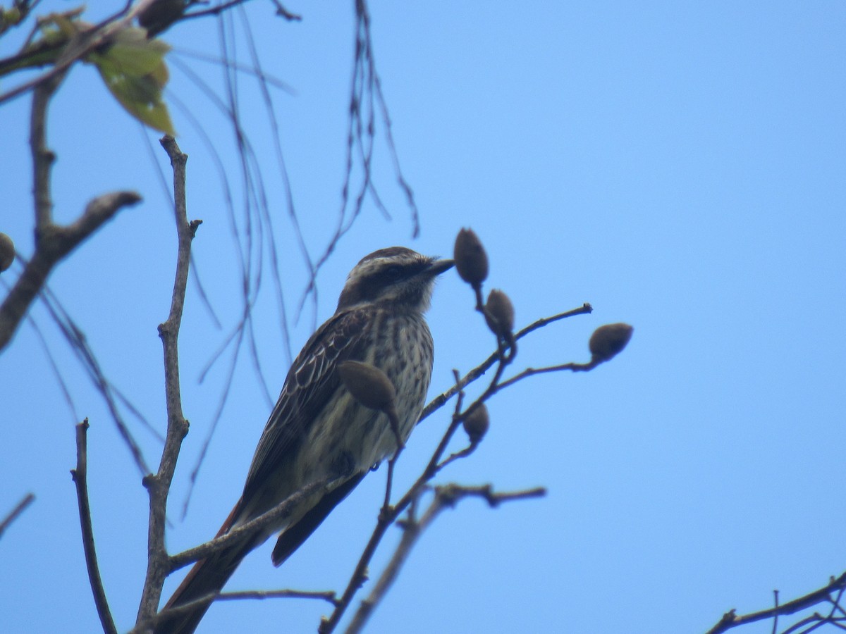 Variegated Flycatcher - ML642258062