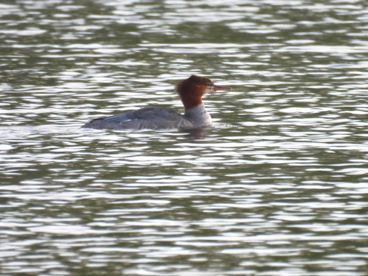 Common Merganser - ML642258075