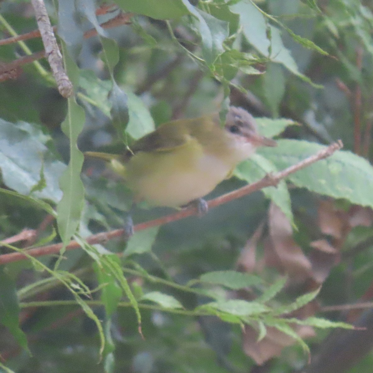 Yellow-green Vireo - ML642258103
